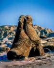 USA-California-Channel Islands National Park Male elephant seals ight for mating rights Art Print